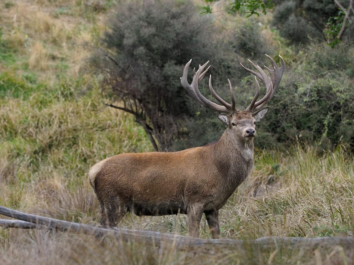 Red Stag