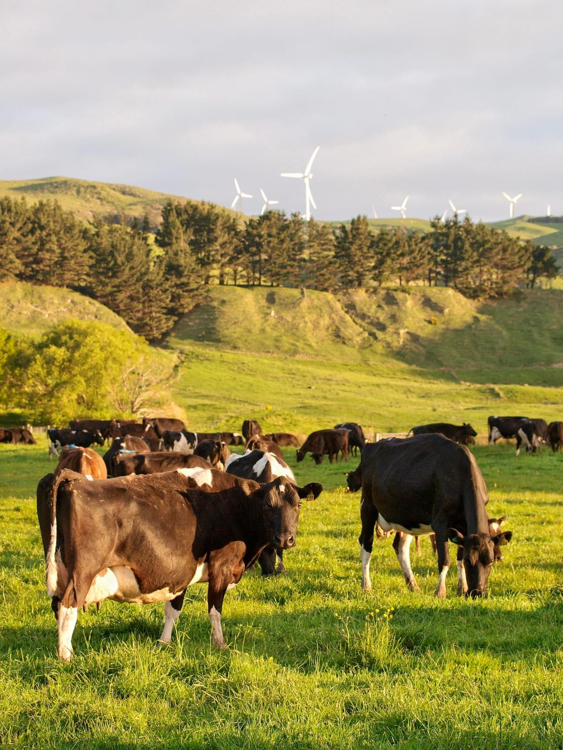 A herd of Dairy Cows