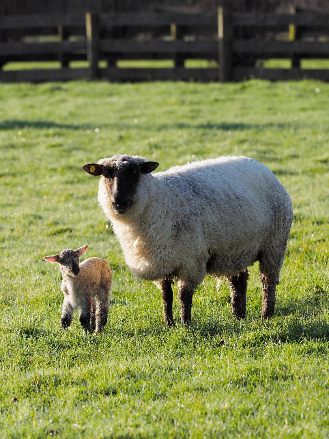 Ewe with Lamb