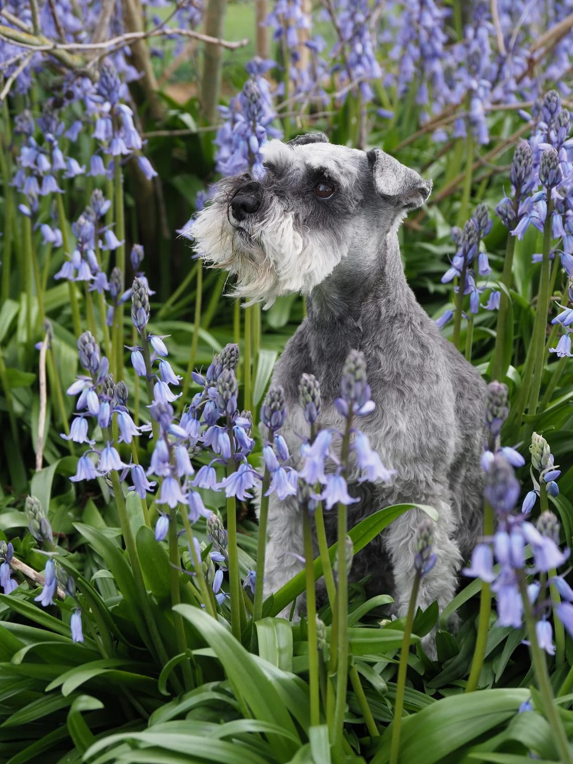 Miniature Schnauzer among the Bluebells