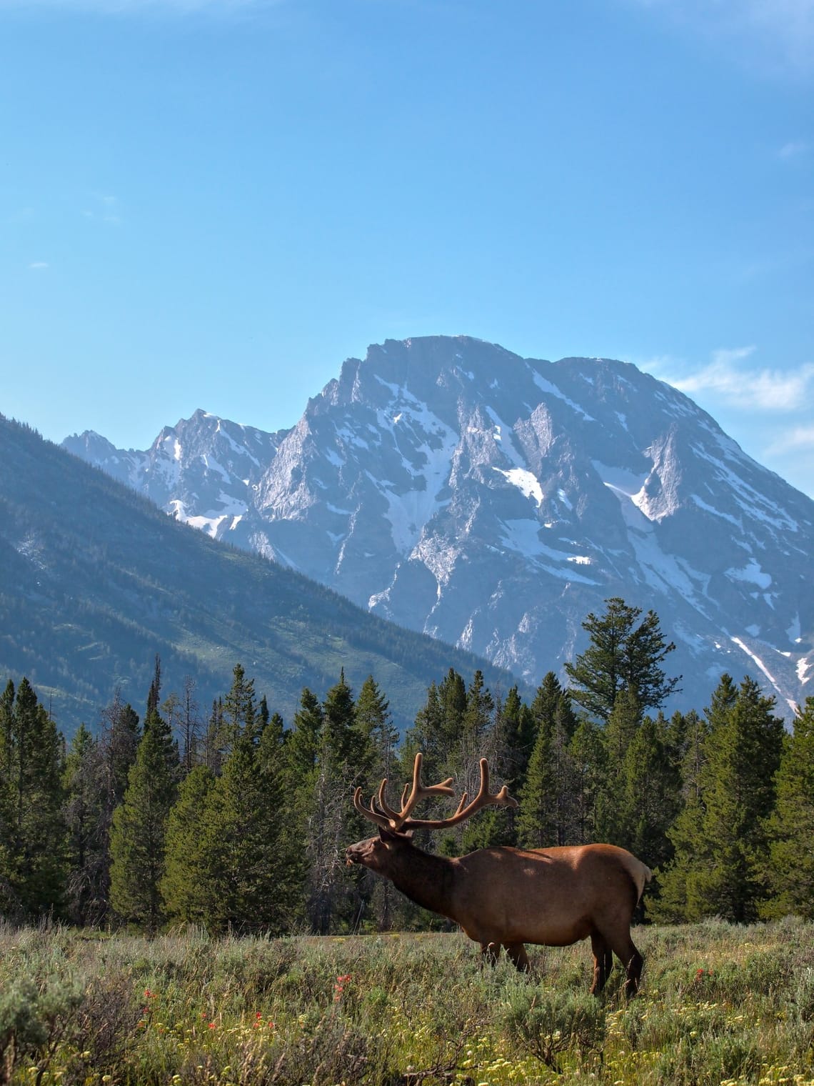 Bull Elk Grand Tetons