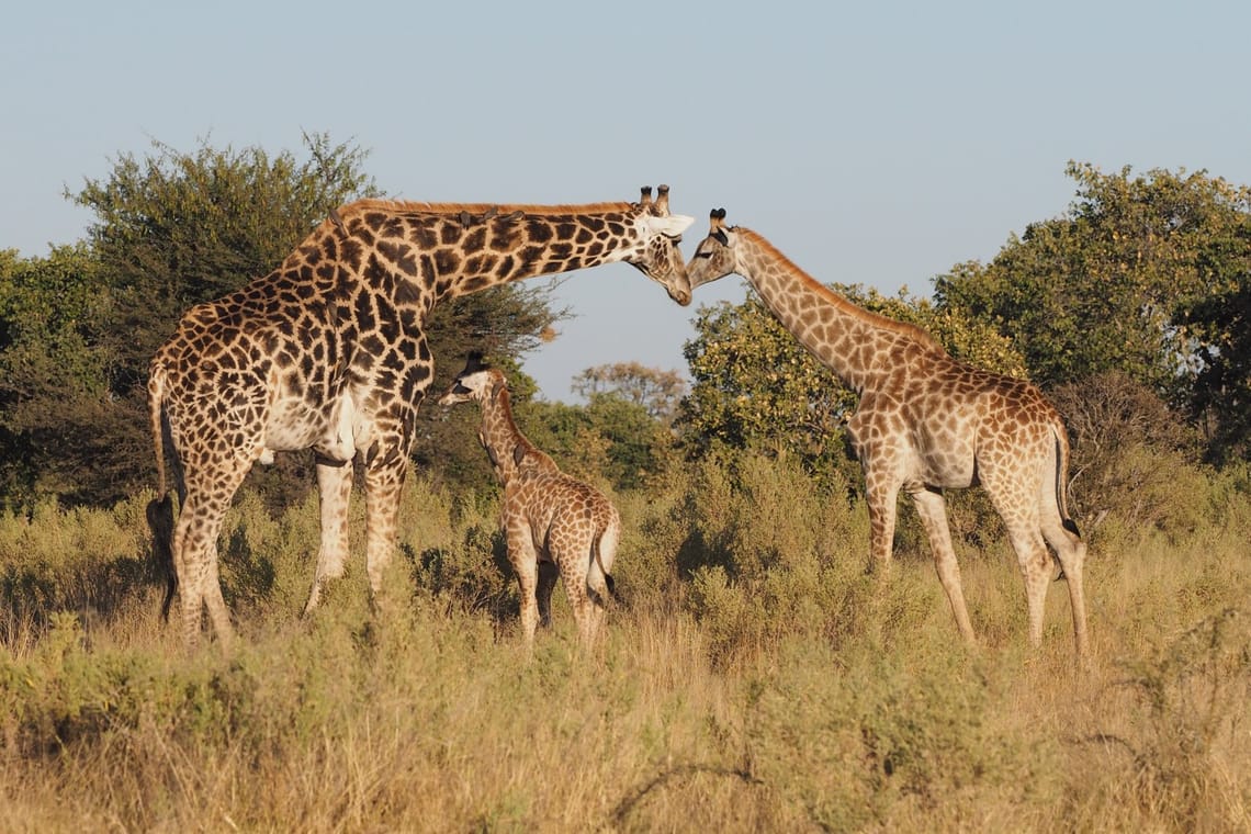 Giraffe Family