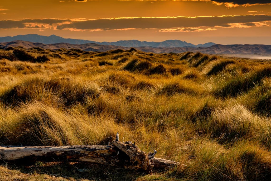 Grass covered sand dunes