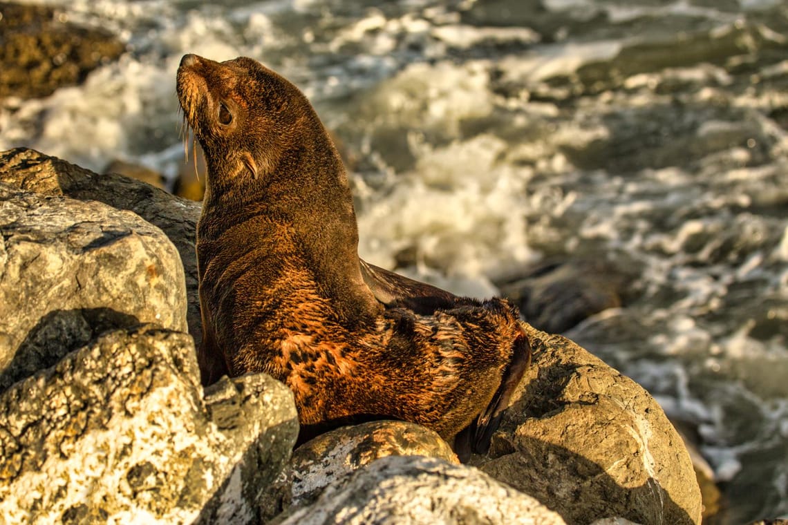 Baby seal