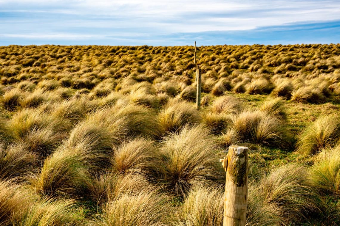 Tussock