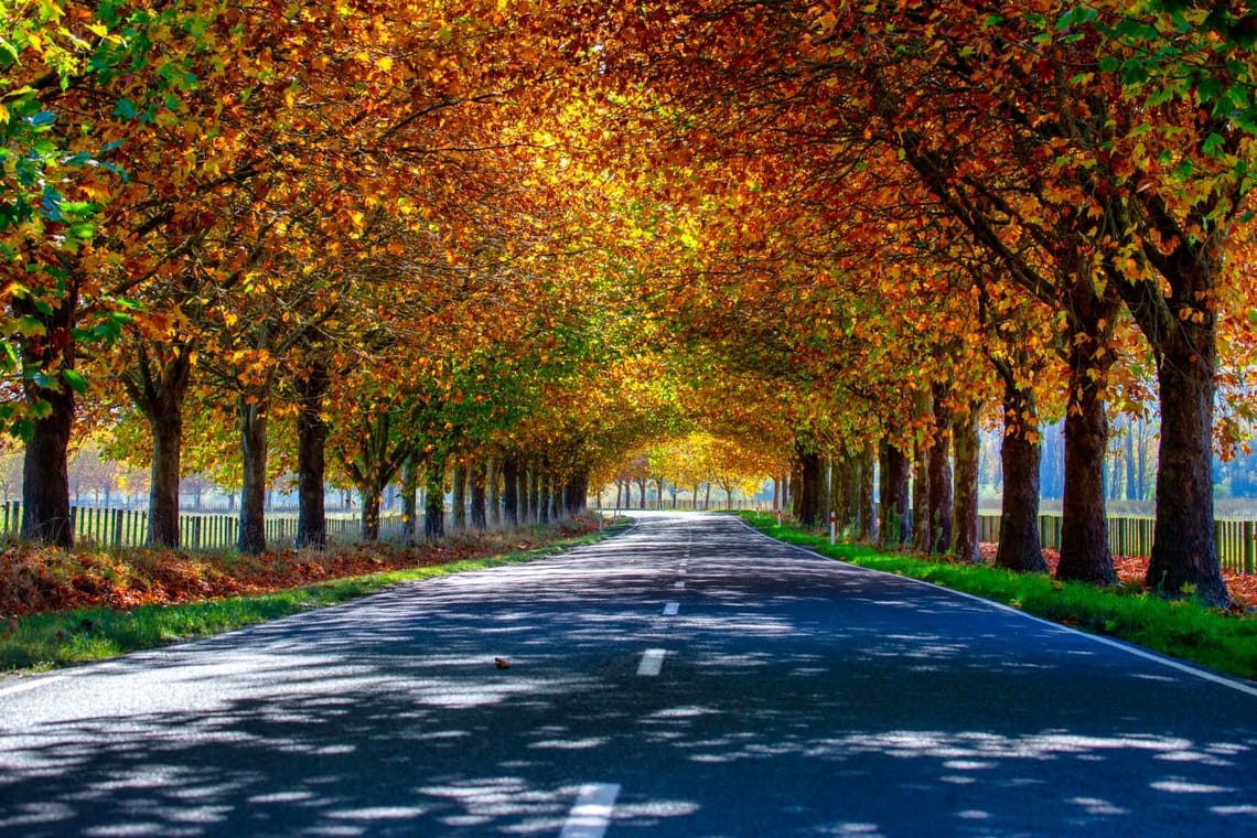 Autumn Avenue