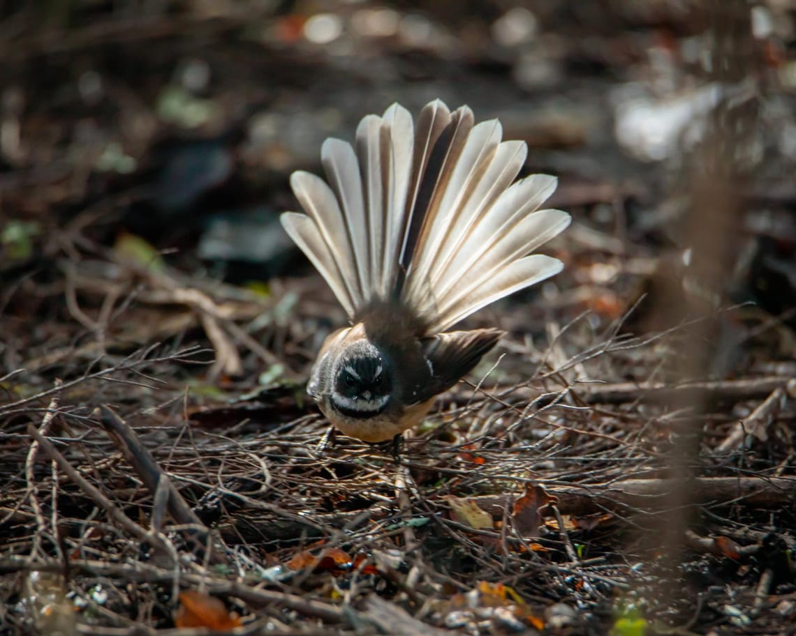 Friendly fantail