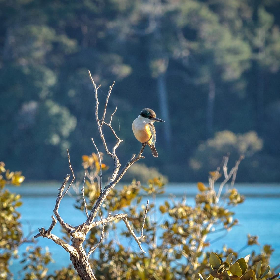 Kingfisher morning