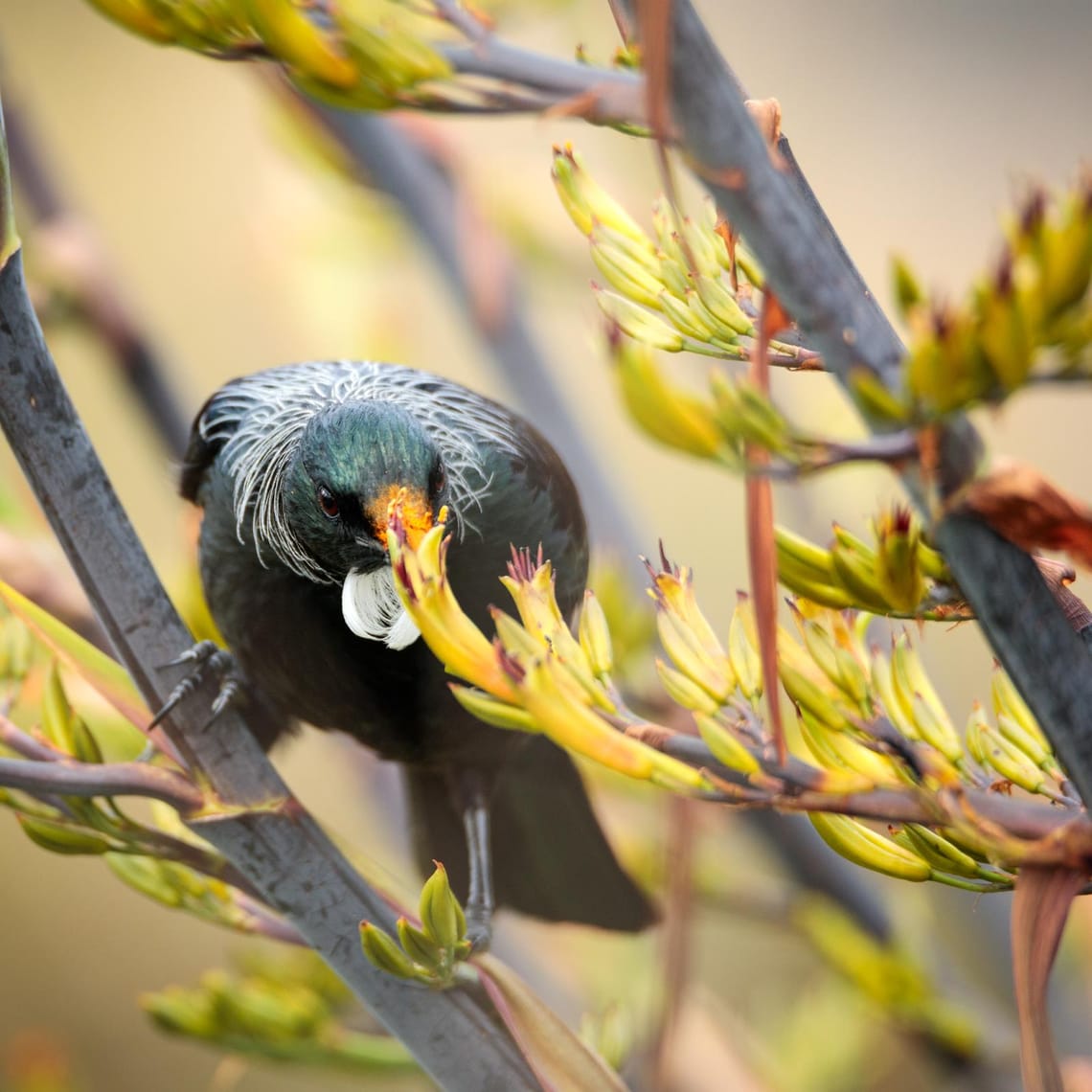 Greedy tui