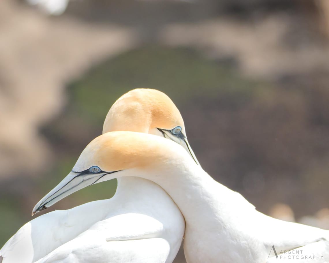 Gannet Pair