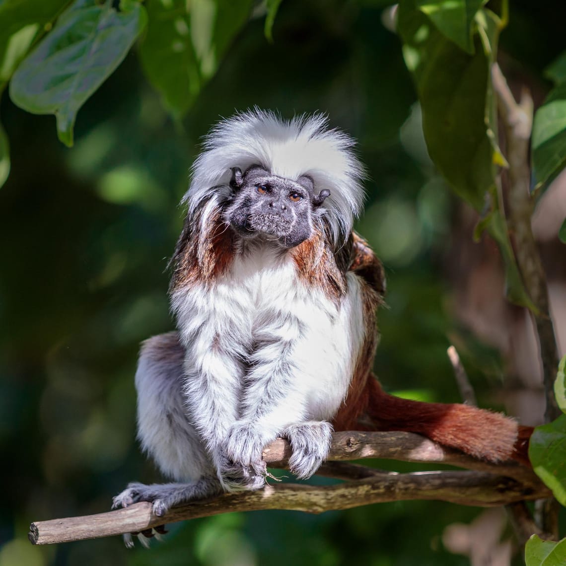 Cotton Top Tamarin