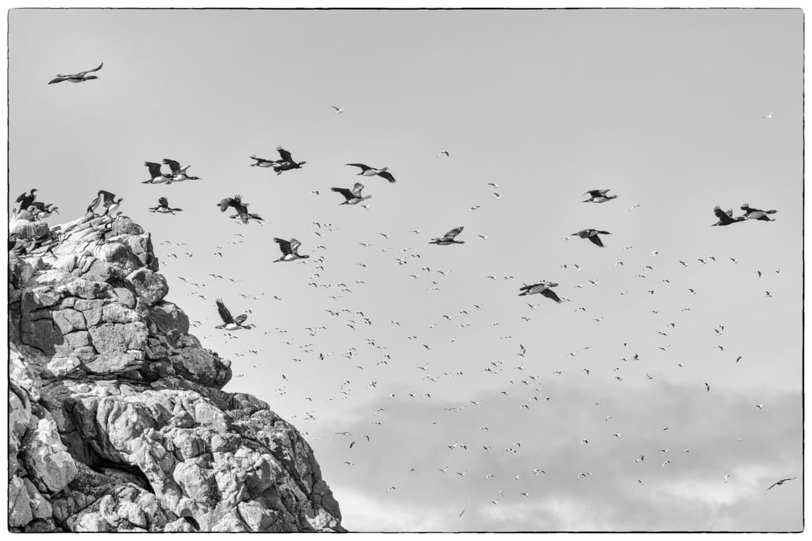 Shags in flight