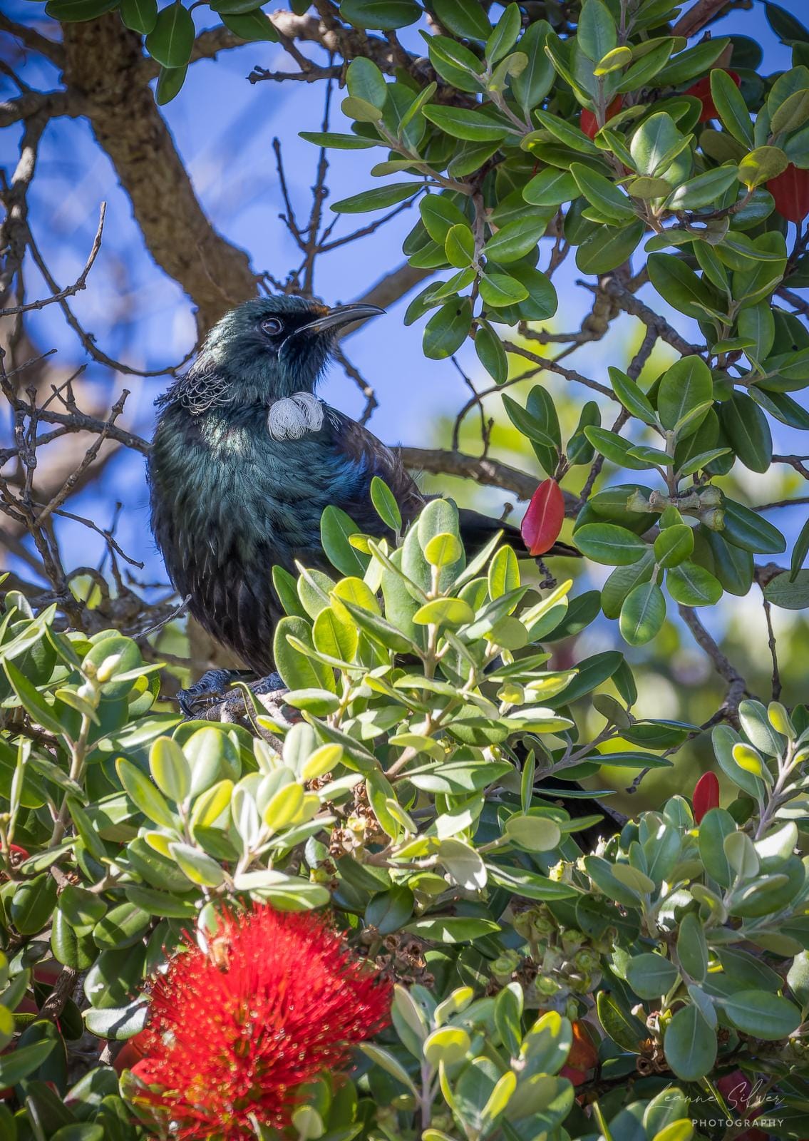 Christmas tui