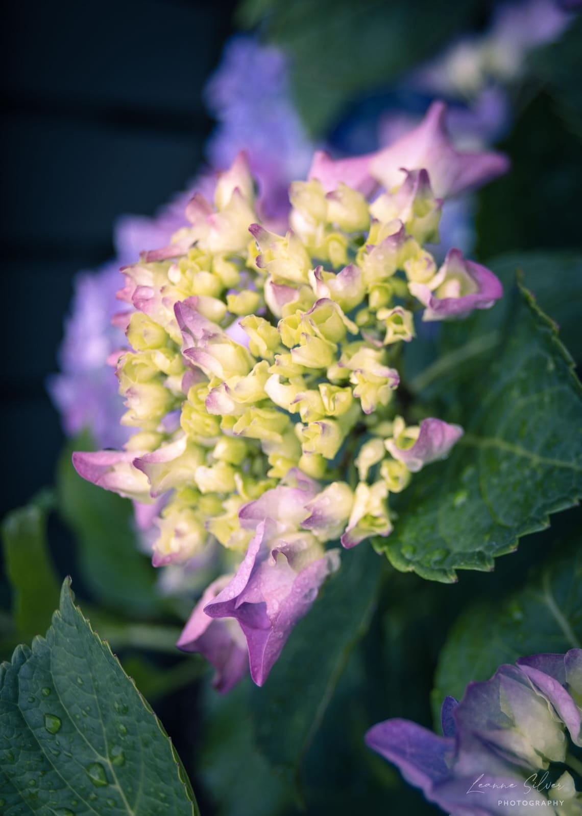 Hydrangeas after the rain #1