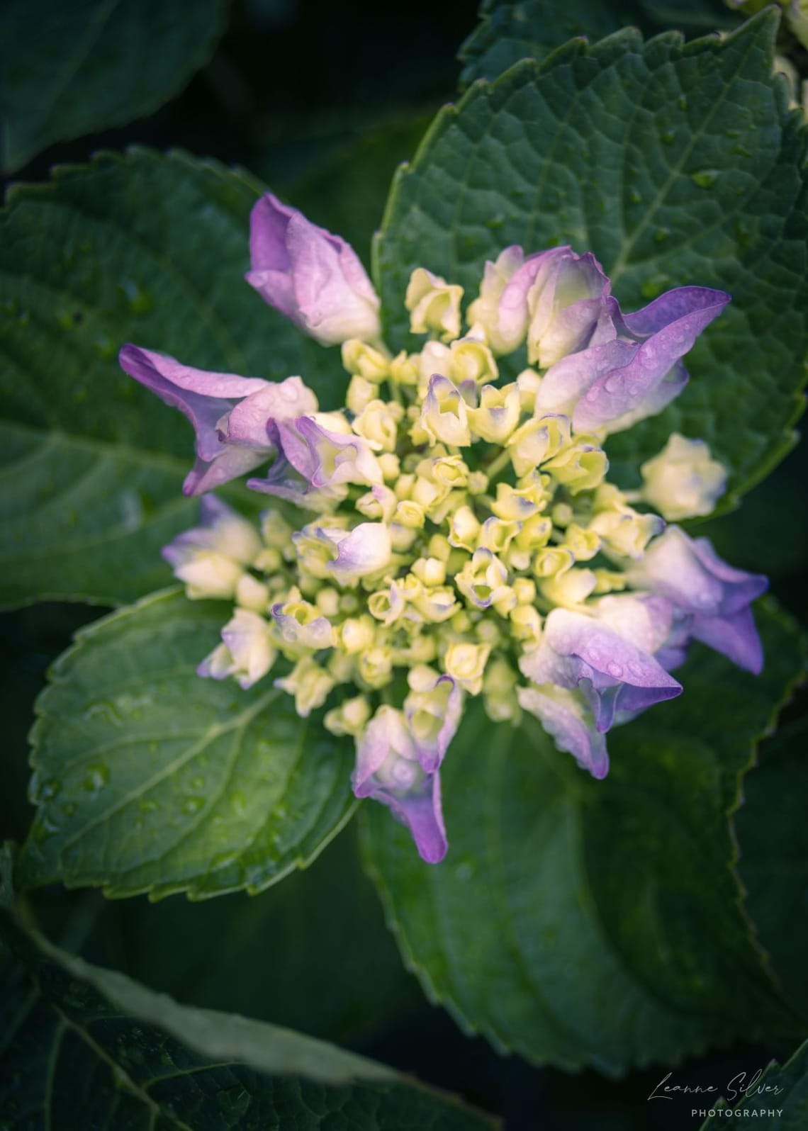 Hydrangeas after the rain #2