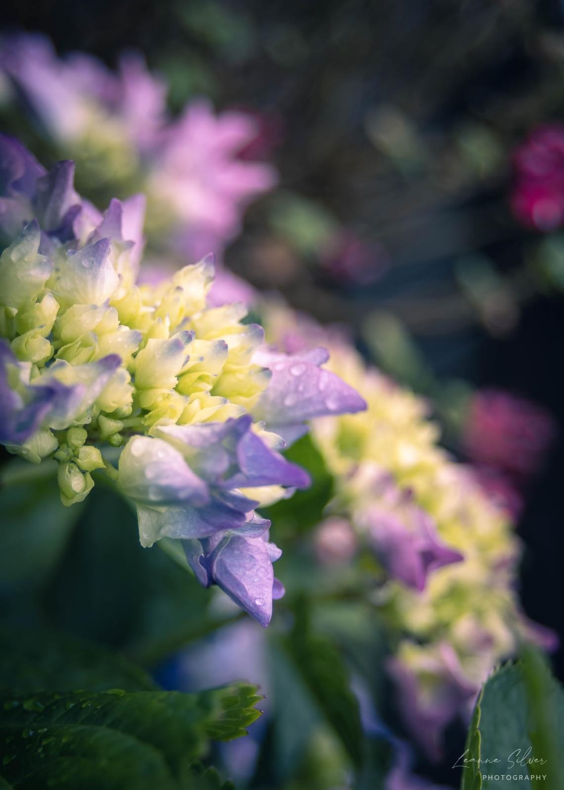 Hydrangeas after the rain #3