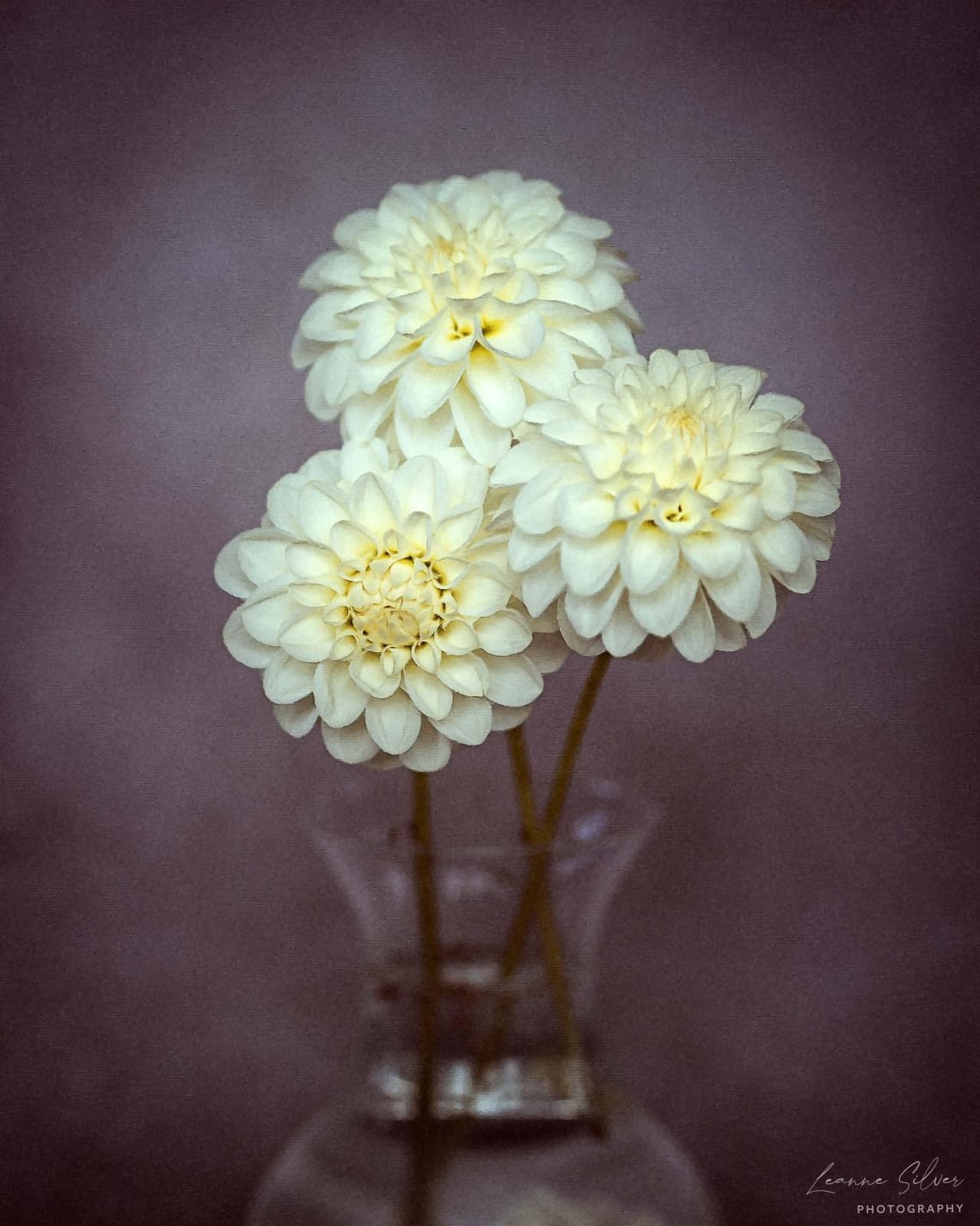 Dahlia Still Life