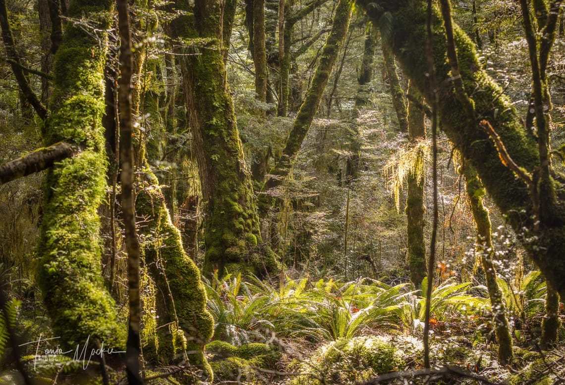 Lake Hauroko bush