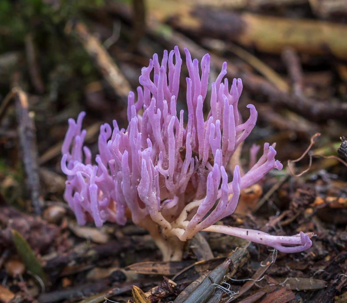 Clavaria zollingeri