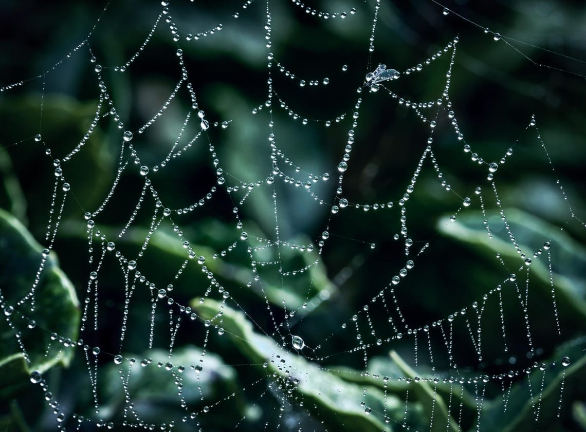 Spiderweb