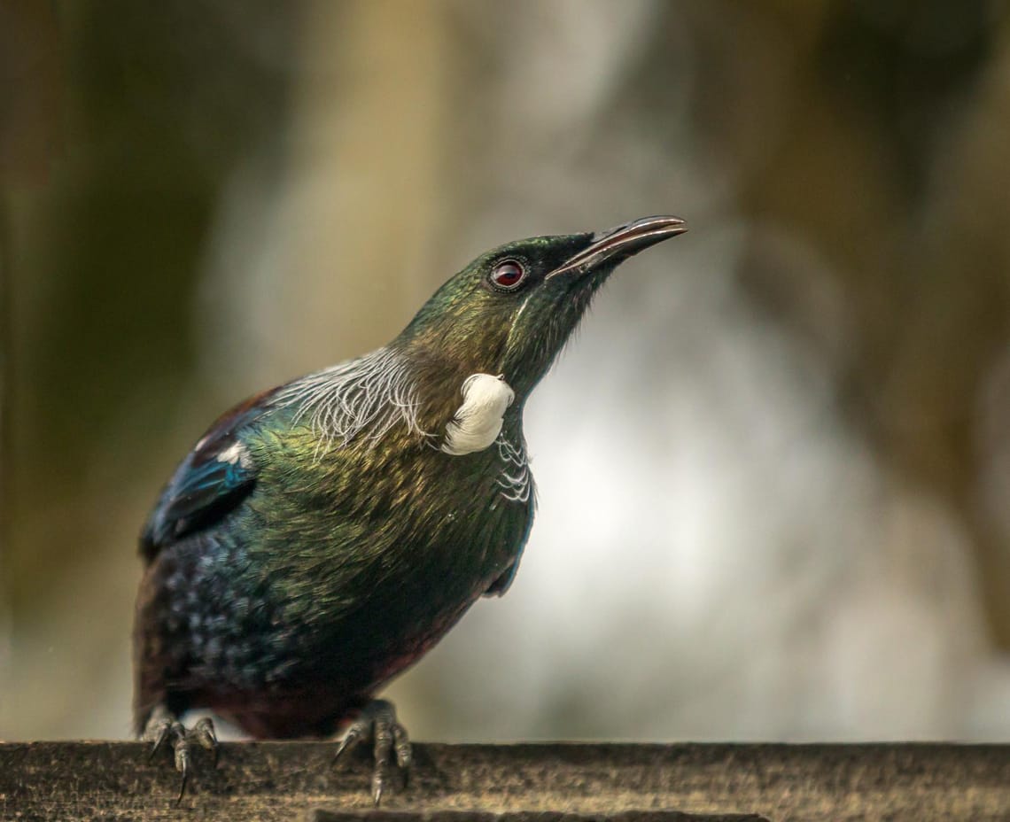 Tui on our birdtable