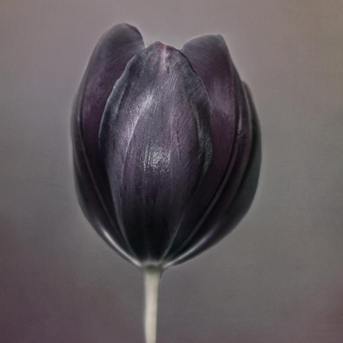 Black Tulip