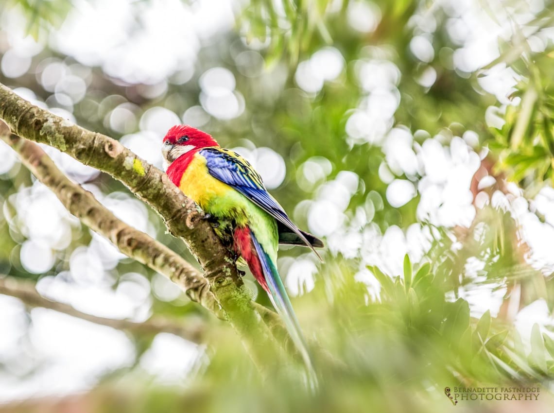 Rosella in Kauri Tree