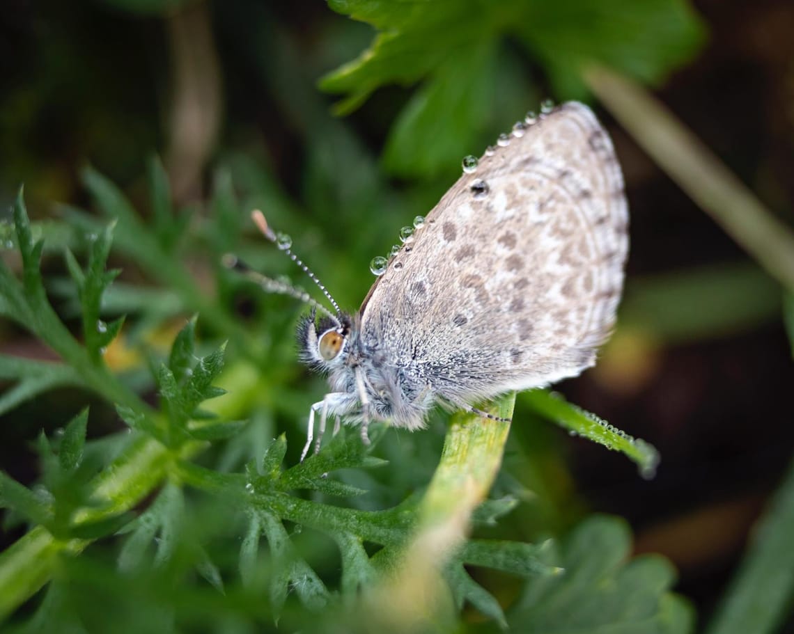 Southern Blue Butterfly ft micro droplets