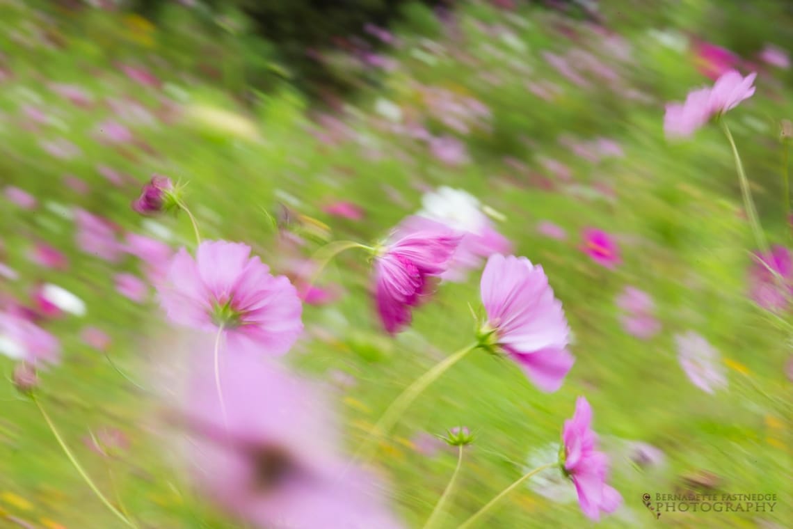 Wild Flowers