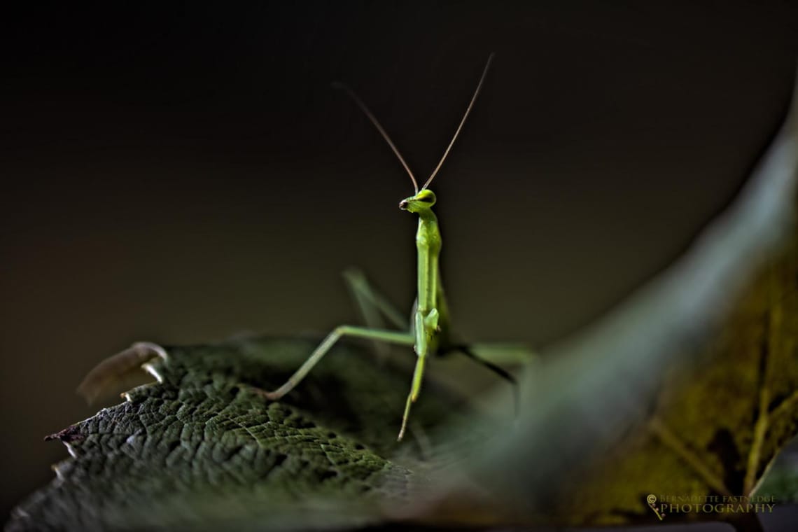 Praying Mantis