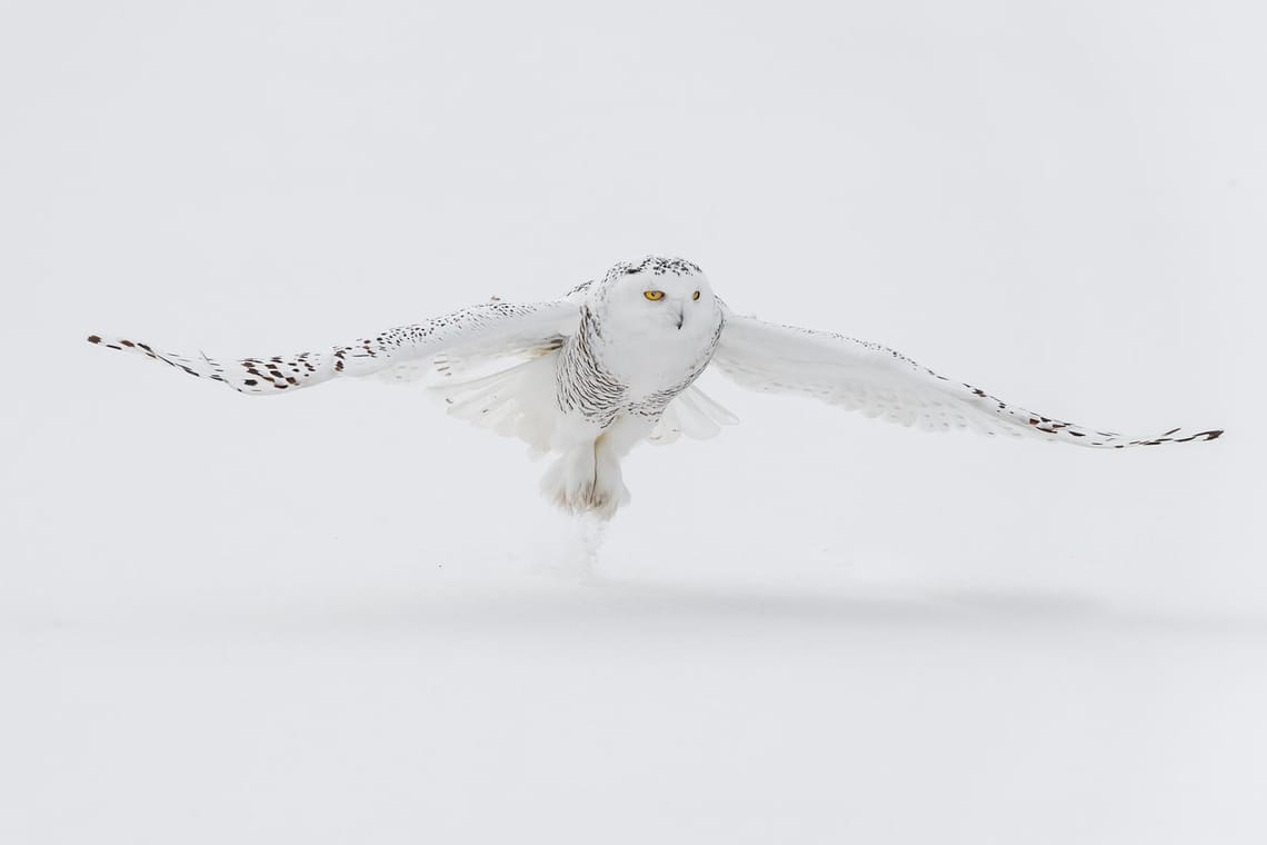 Snowy Owl 1