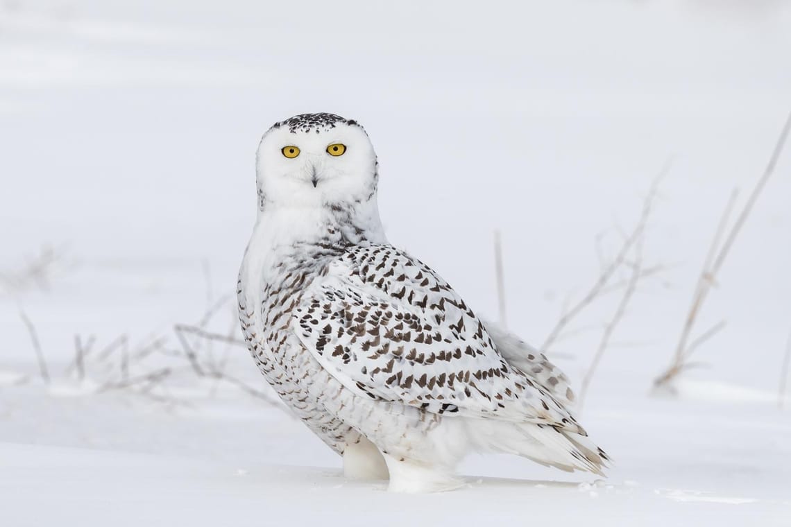 Snowy Owl 2