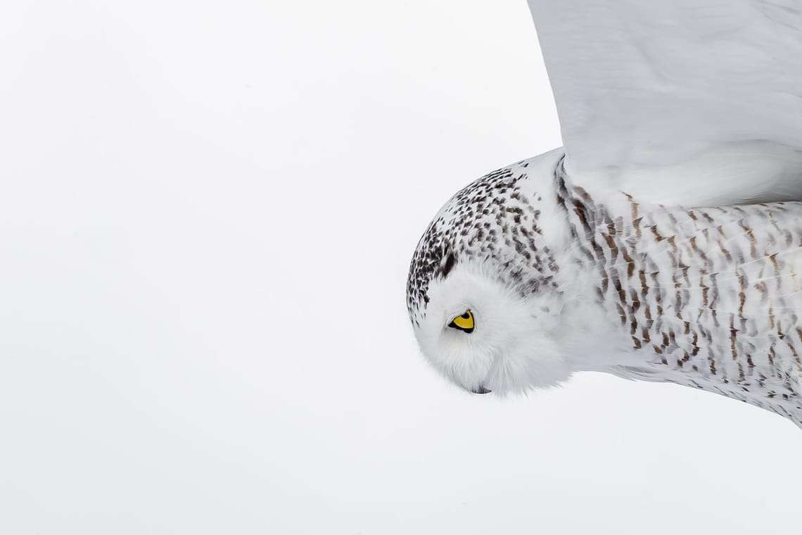 Snowy Owl 3