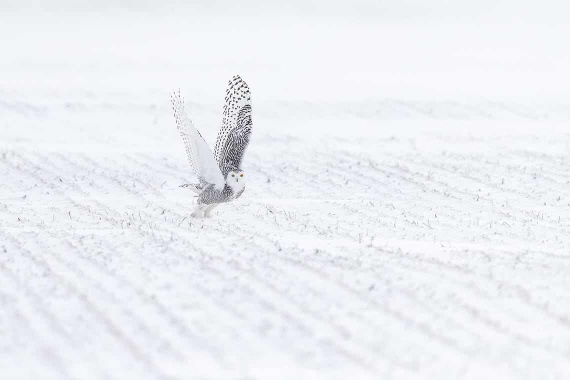 Snowy Owl 5