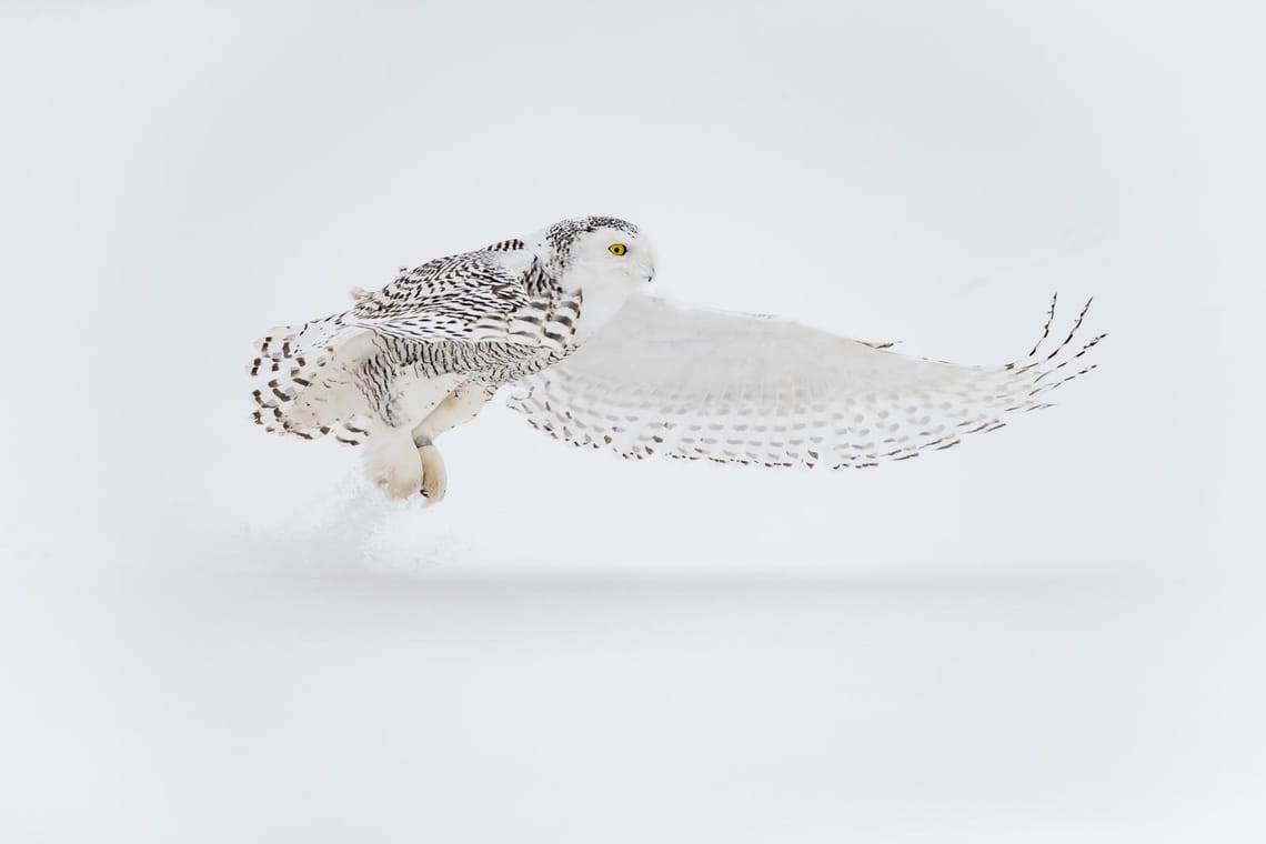 Snowy Owl 7