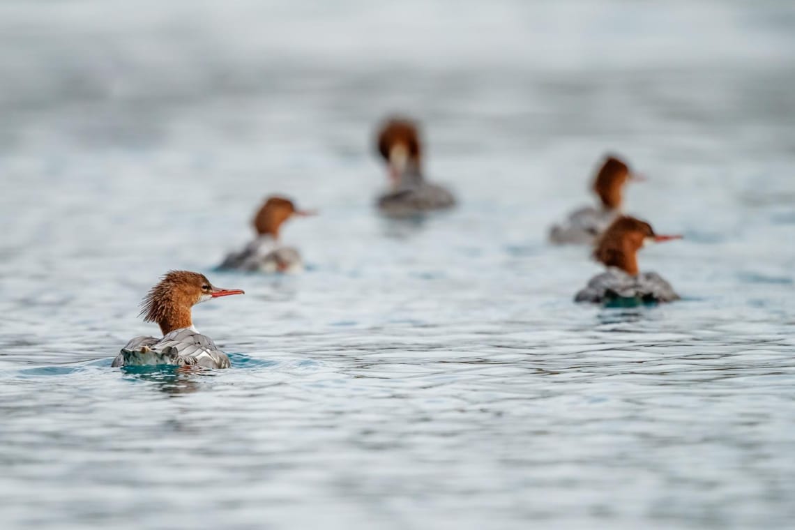 Common Merganser