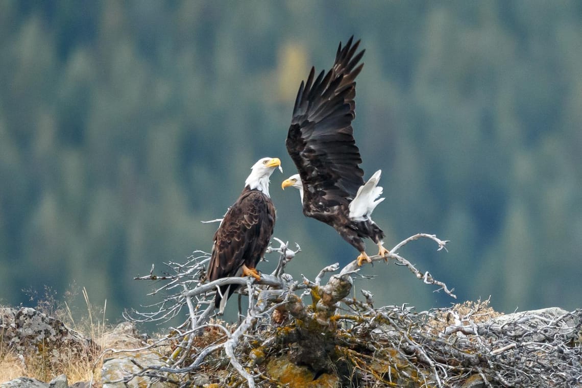 Bald Eagle