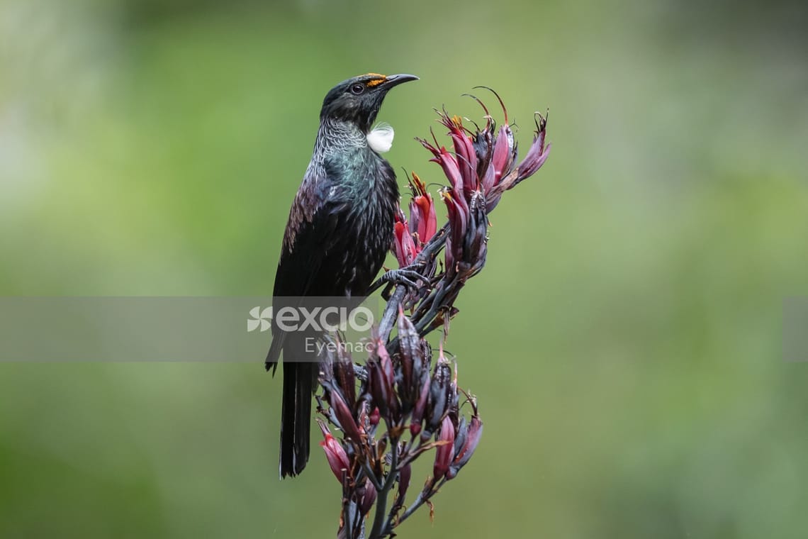 Tui