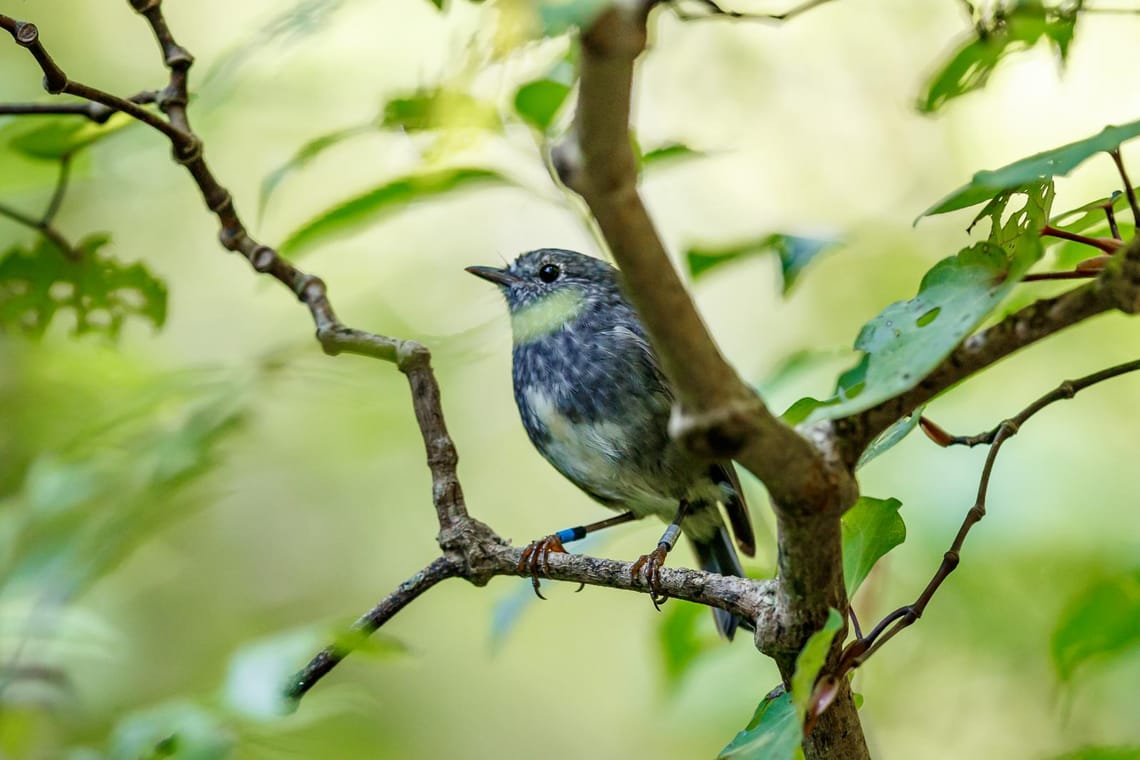 North Island Robin