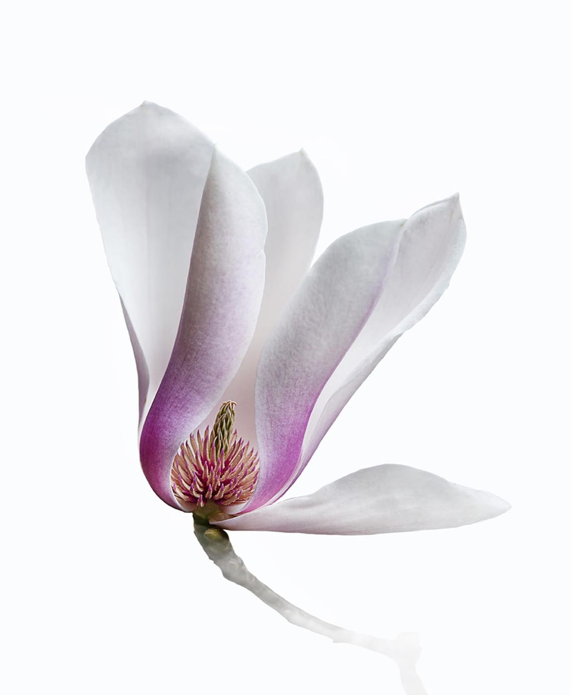 Magnolia