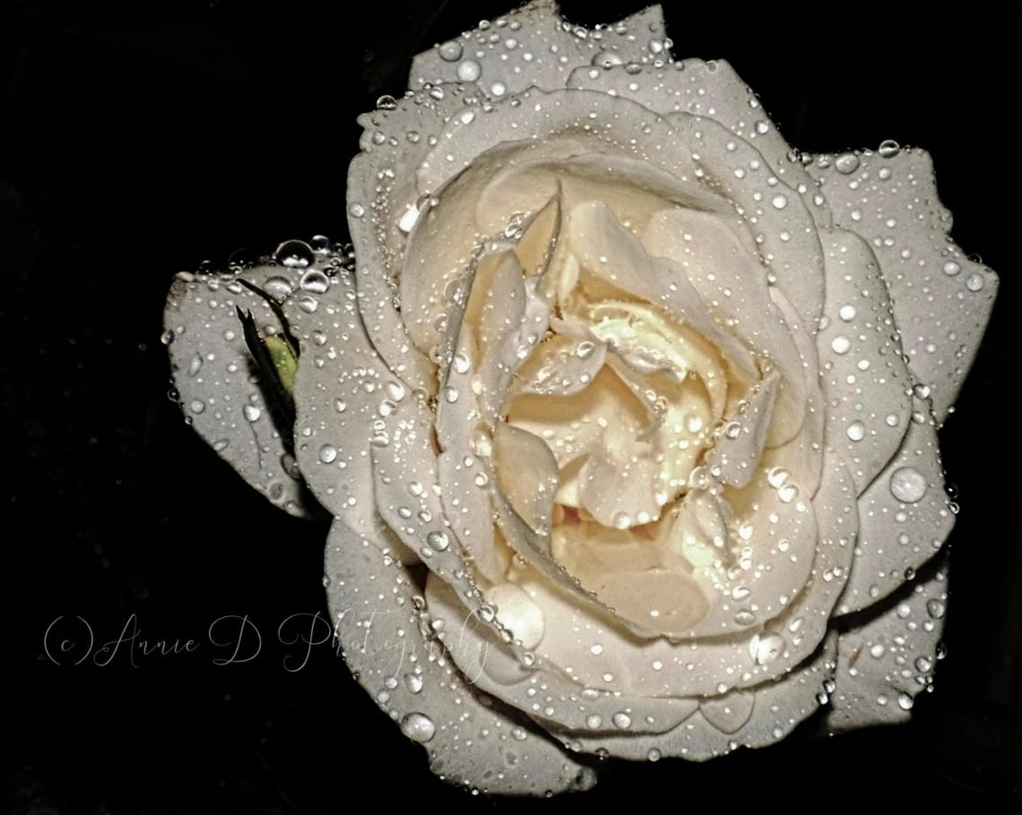 Rose in the rain