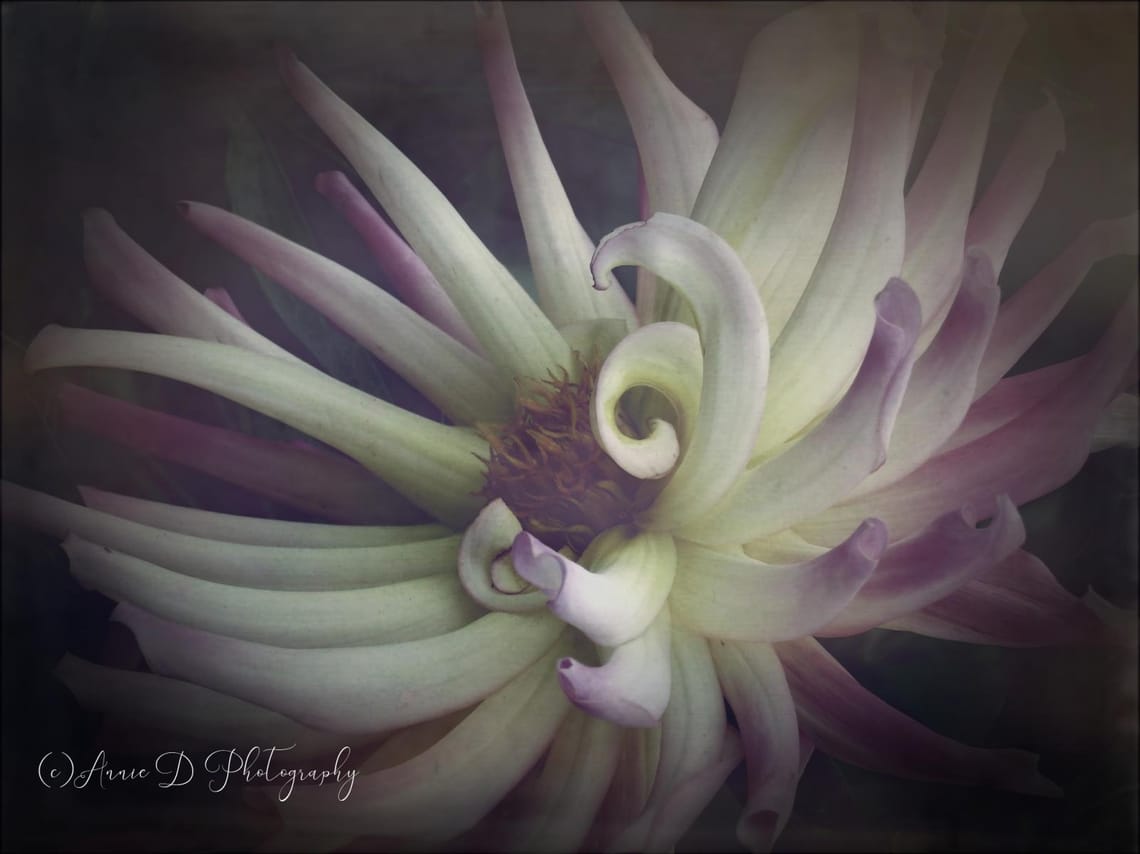 Purple Dahlia