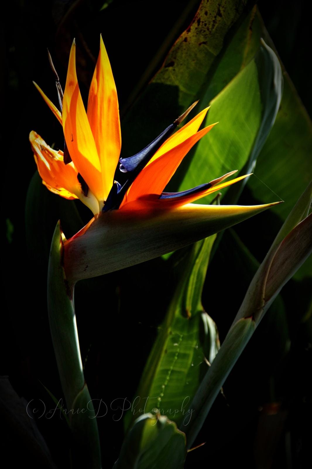 Giant Bird of Paradise