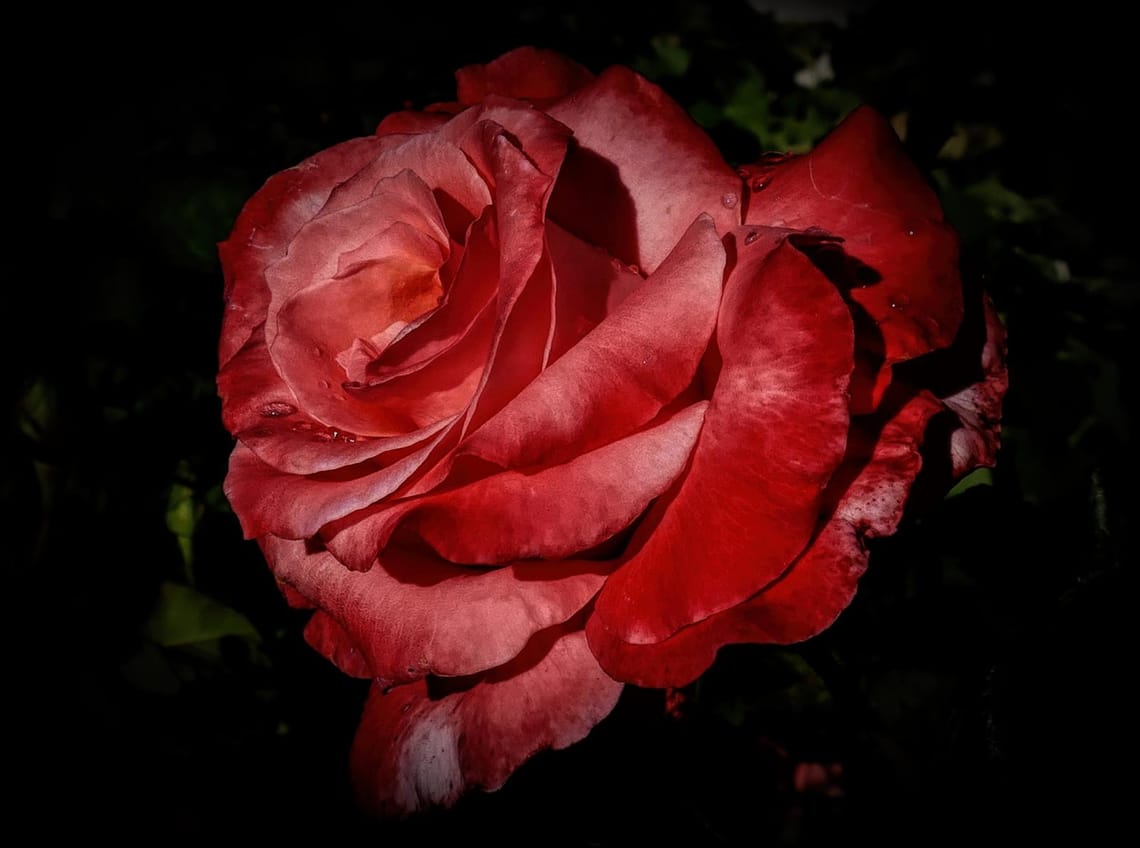 A Red Rose