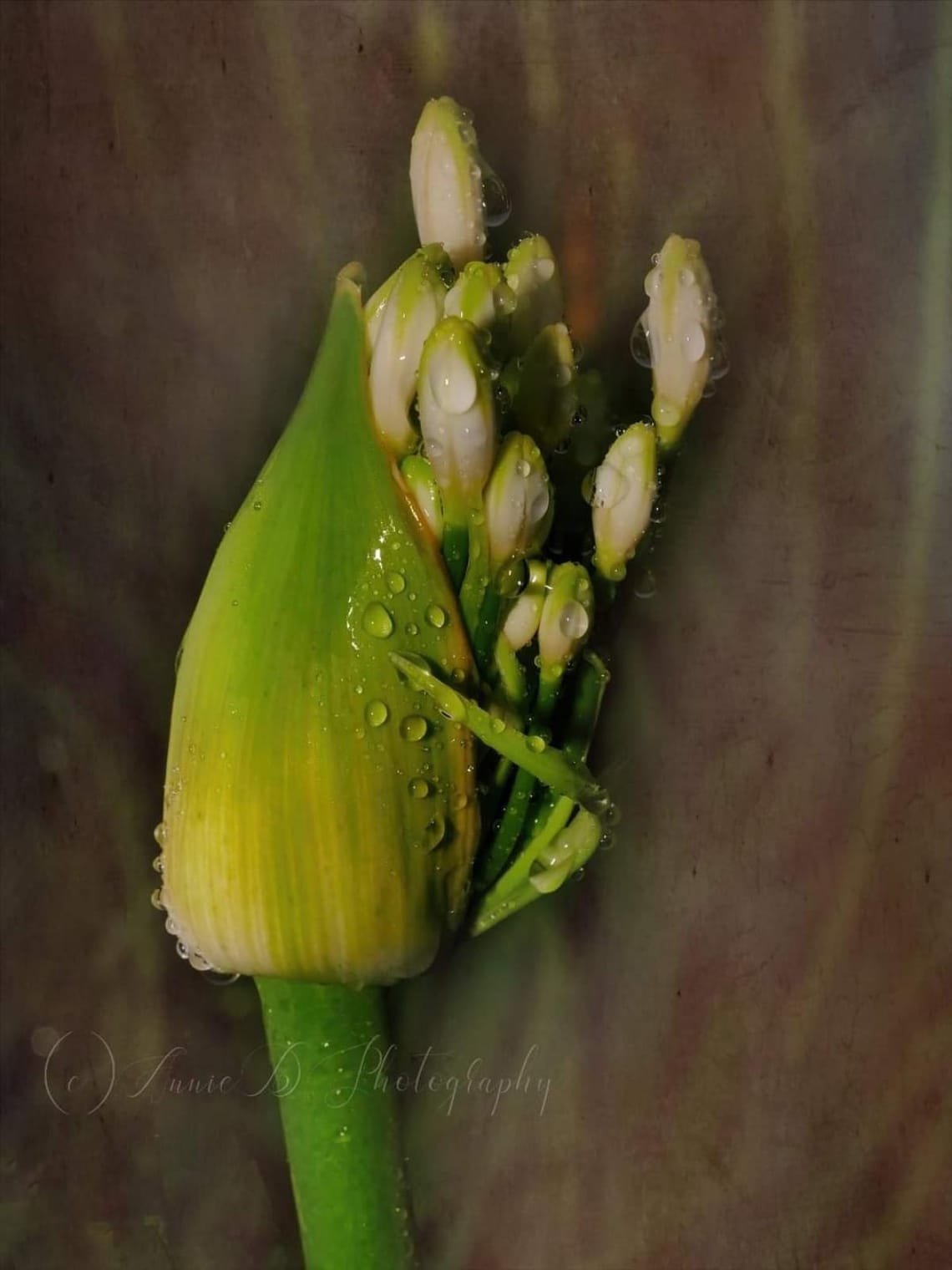 Agapanthus in the Rain