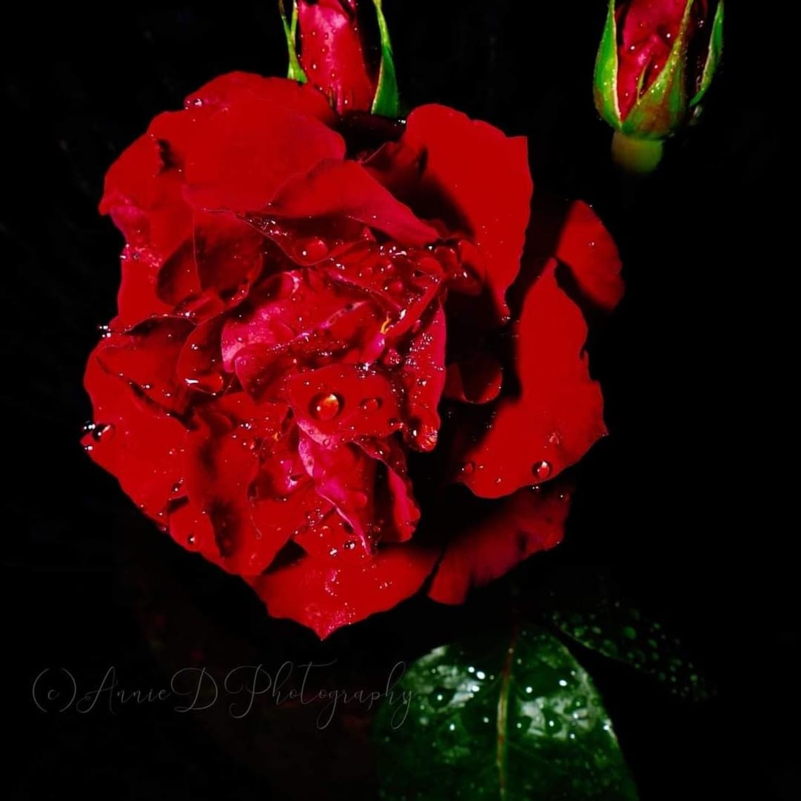 Sumptuous Red Rose