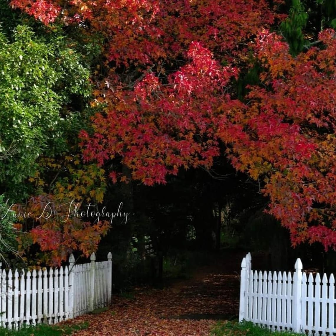 Splendor of Autumn