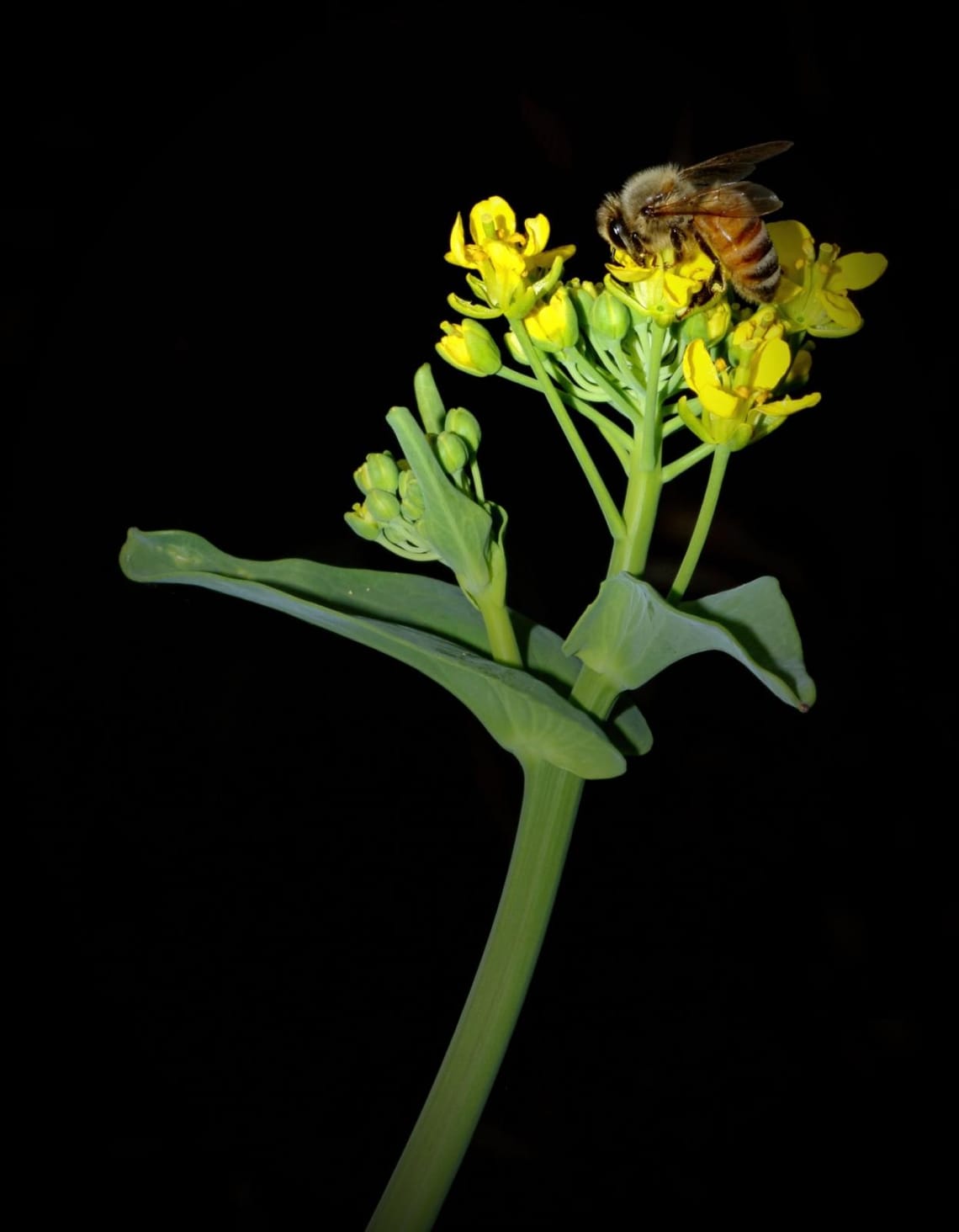 Bee in my Garden