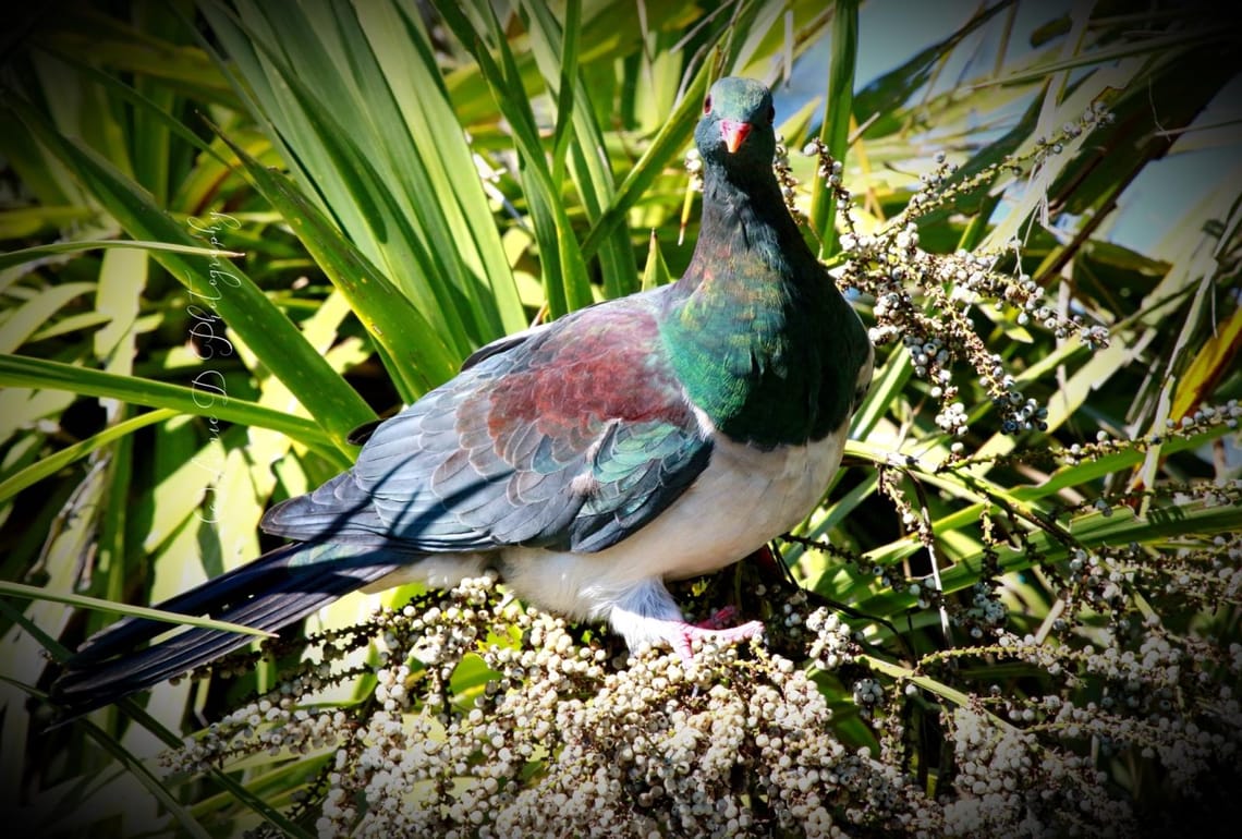 Kereru 1