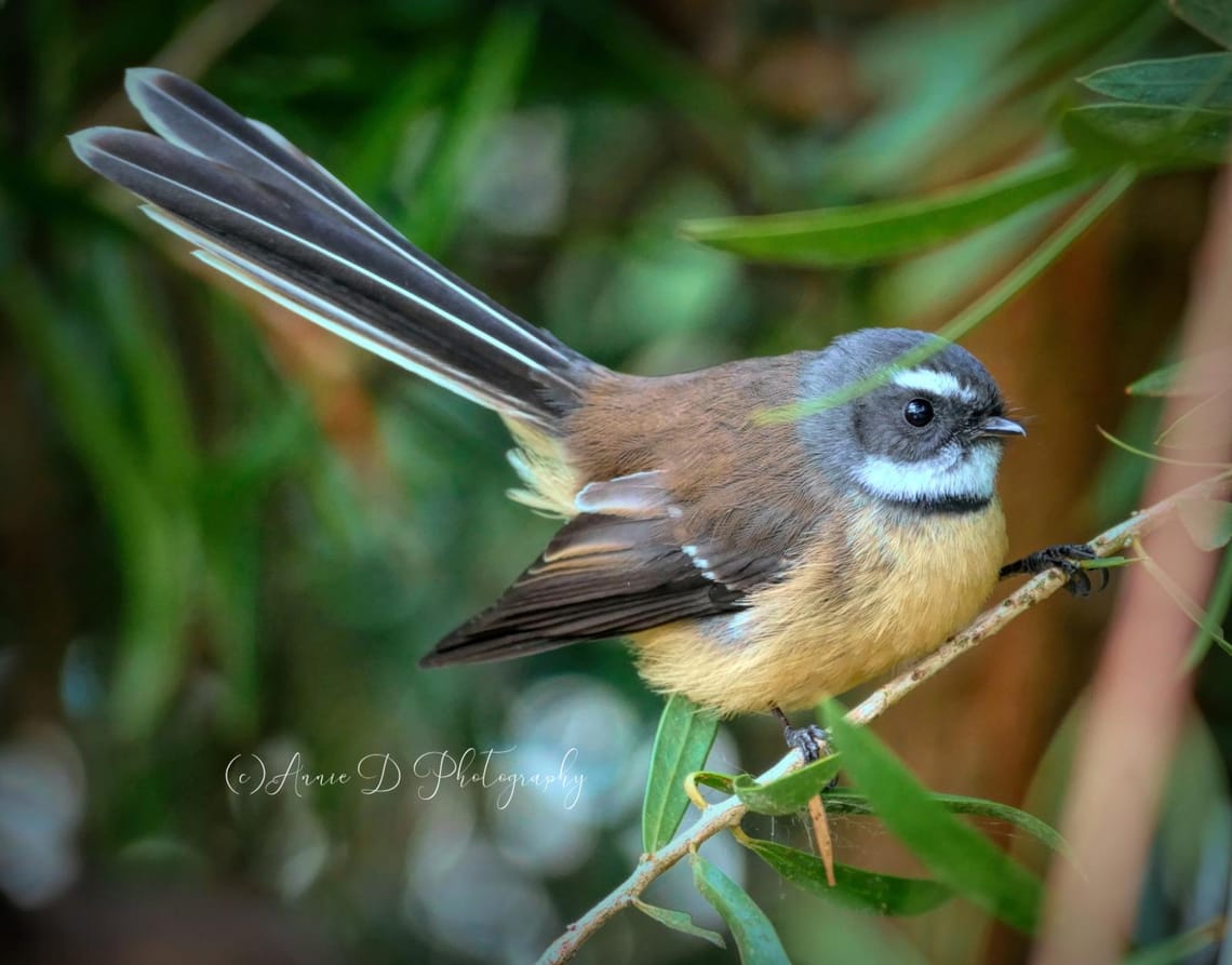 Fantail